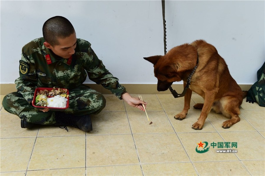 军营汪星人巡逻累了怎么办?兵哥给按摩(7)_军