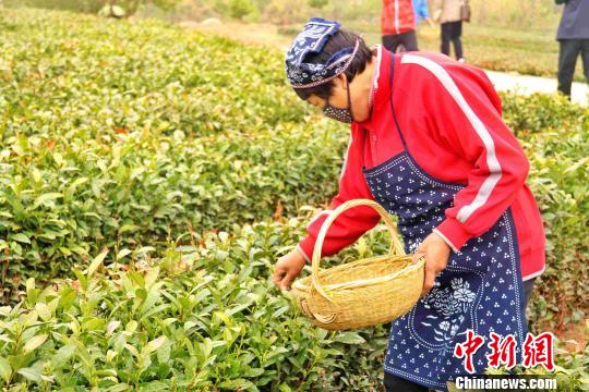 两名中国公民在斯里兰卡连环爆炸袭击中遇难