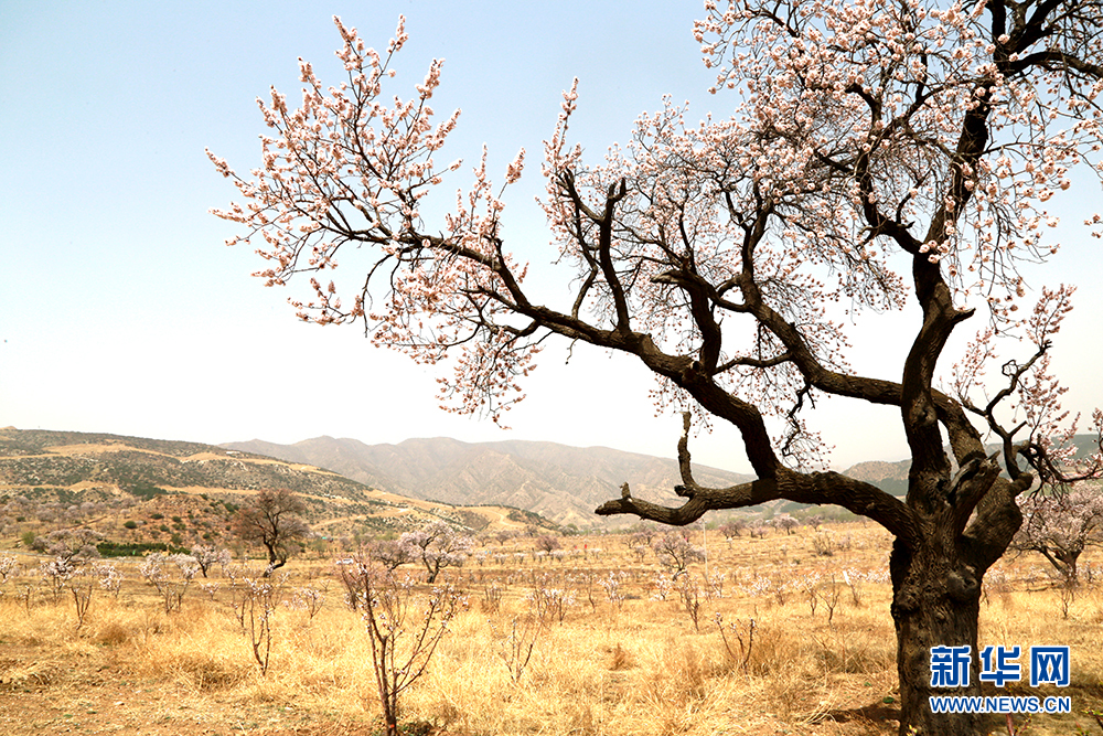 2019年澳新军团日顺利举行 两党强调军人重要性