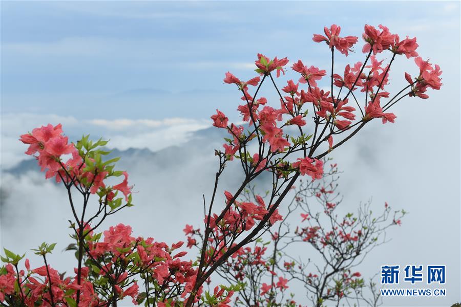 2019年澳新军团日顺利举行 两党强调军人重要性