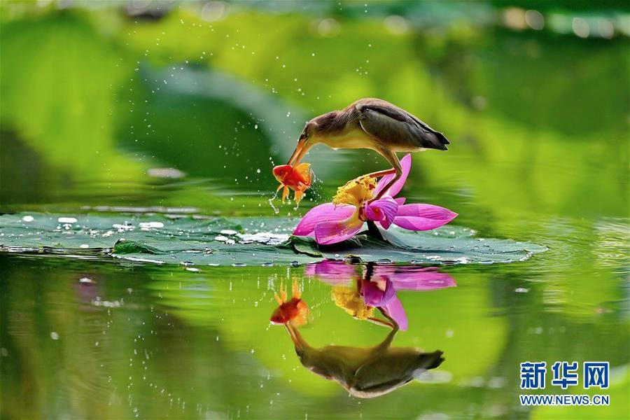 新疆军区男女狙击手戈壁滩上同训练 高温下巾帼不让须眉