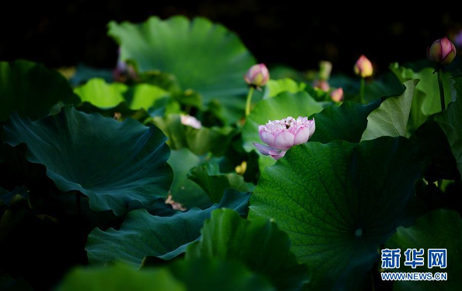 上海武警:高温酷暑练精兵