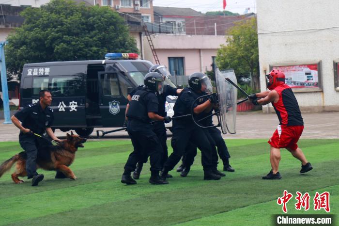 湖北宜昌特警开展反恐实战演练 警犬成“特种兵”