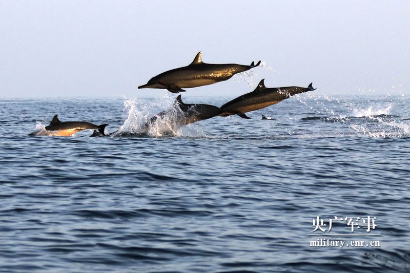 超有爱！亚丁湾的碧波中，海豚与中国军舰共舞