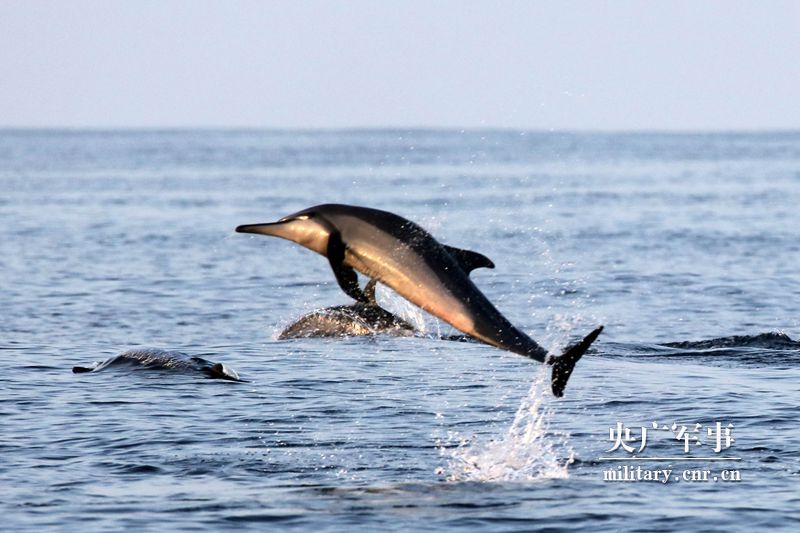 超有爱！亚丁湾的碧波中，海豚与中国军舰共舞