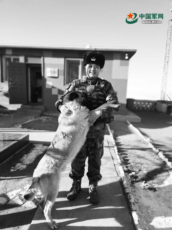 走近北疆边关的军马和军犬：“无言战友”与军人生死相依