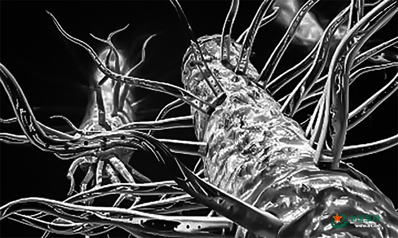 微生物纳米导线：有生命的“电线”