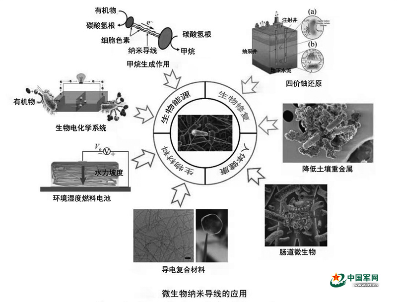 微生物纳米导线：有生命的“电线”